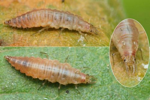Réf. 197 031 : Hemerobius sp.